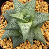 Haworthia Hard Leaf Tesselata