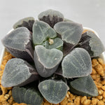 Haworthia Pygmaea 'Crystallina'