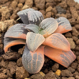 Haworthia Springbokvlakensis SP variegated plant from seeds