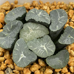Haworthia Maughanii Phoenix