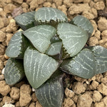 Haworthia Correcta 'Moon Stone'