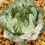 Haworthia LED Variegated