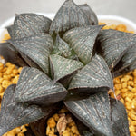 Haworthia Badia 'Shishinden'
