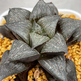 Haworthia Badia 'Shishinden'