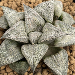 Haworthia Splendens 'Andromeda'