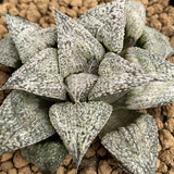 Haworthia Splendens 'Andromeda'