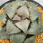 Haworthia Badia 'Kobiotori' Big size