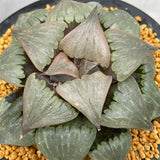 Haworthia Badia 'Kobiotori' Big size