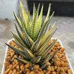 Haworthia Hybrid Koteki Nishiki variegated