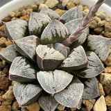 Haworthia Wimii Hybrid Terra