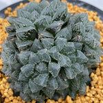 Haworthia Magic Thron Multihead Other