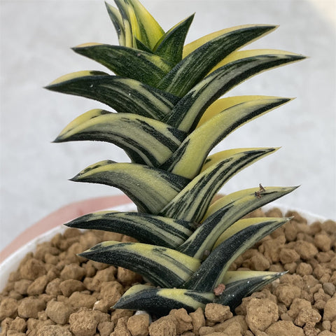 Haworthia Viscosa Variegated Mother Plant