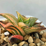 Haworthia Hard Leaf Emerald Spirit Variegated