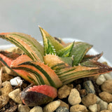 Haworthia Hard Leaf Emerald Spirit Variegated