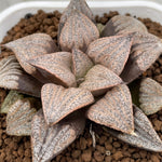 Haworthia Splendens Pink Lady