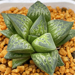 Haworthia Tutankhamen