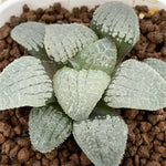 Haworthia Correcta 'Mirror of the Sky'