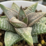 Haworthia Hard Leaf Daiginga
