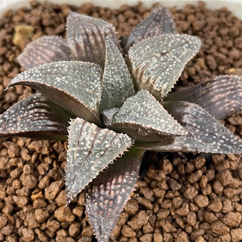 Haworthia Badia Aluminum Star