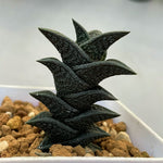 Haworthia Hard Leaf Nigra