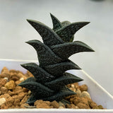 Haworthia Hard Leaf Nigra