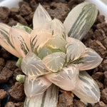 Haworthia Murasaki Ob variegated