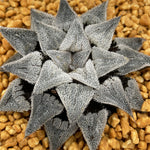 Haworthia Wimii Major