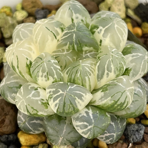 Haworthia Cooperi Plastic Skin variegated