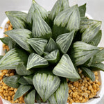 Haworthia Silver Byakuya other