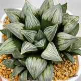Haworthia Silver Byakuya other
