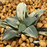 Haworthia Pygmaea Pine Variegated