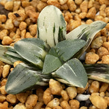 Haworthia Pygmaea Pine Variegated