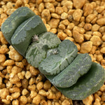 Haworthia Truncata  'Lolan' 'Loulan'