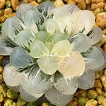Haworthia Ob Hybrid variegated Mother Plant