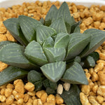 Haworthia Heidelbergensis Other