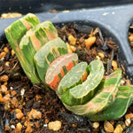 Haworthia Truncata Super Green Variegated