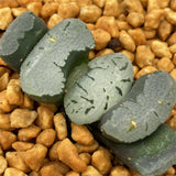 Haworthia Truncata SK