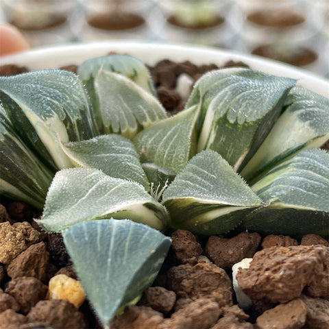 Haworthia Correcta Variegated Plant from Seeds