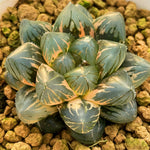 Haworthia Obtusa OM Variegated