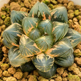 Haworthia Obtusa OM Variegated