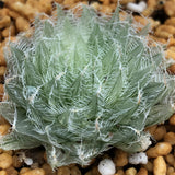 Haworthia Semiviva variegated