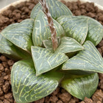 Haworthia Comptoniana x Correcta Hybrid Grasse