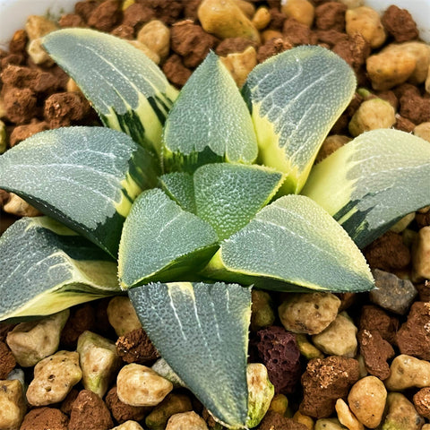 Haworthia Correcta Variegated Plant from Seeds