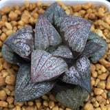 Haworthia Splendens ' Kintoun'