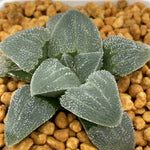 Haworthia Pygmaea 'Blue'