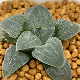 Haworthia Pygmaea 'Blue'