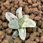 Haworthia Pygmaea Princess variegated Small size ones for sale plant from offsets