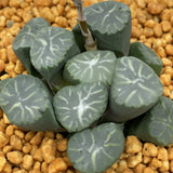 Haworthia Maughanii Virgin Fountain