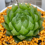 Haworthia cooperi LED Other