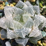 Haworthia Cooperi Autumn Memorial variegated